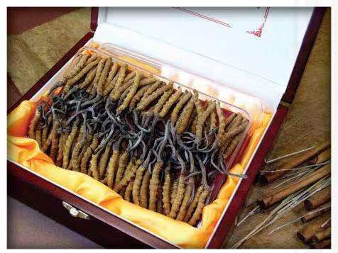 偏关冬虫夏草回收